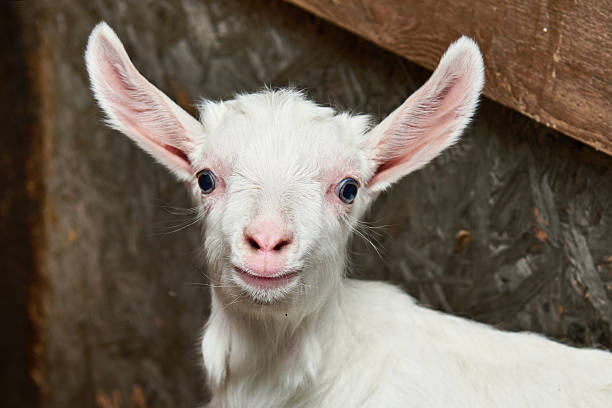 istock Goat kid in corral on farm 522743958