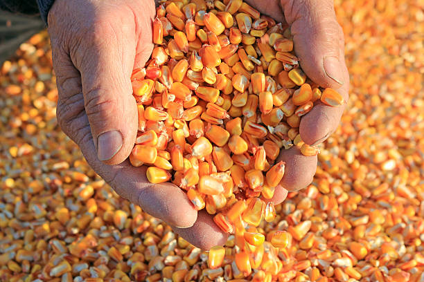 grano de maíz en una mano - food industry manufacturing human hand fotografías e imágenes de stock