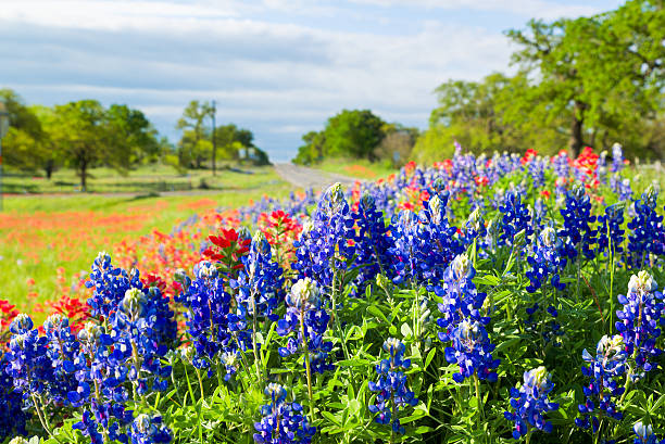 Texas wildflowers awash in morning sunshine Vivid bluebonnets and Indian paintbrush wildflowers bathed in morning light bluebonnet stock pictures, royalty-free photos & images