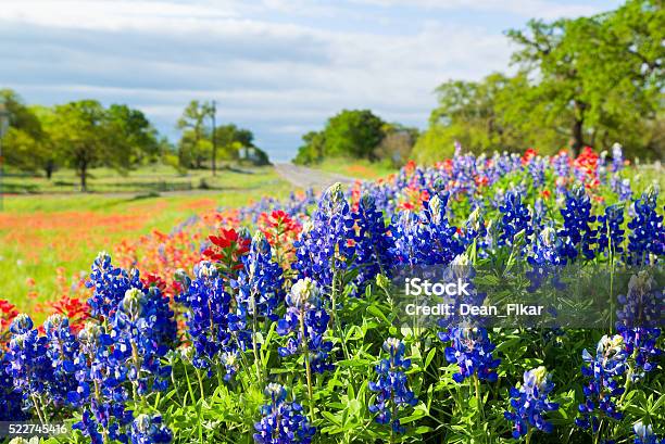 Texas Wildflowers Awash In Morning Sunshine Stock Photo - Download Image Now - Texas, Bluebonnet, Springtime