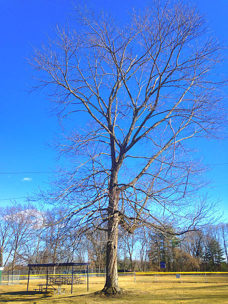 istock Big tree towers over a park with a picnic area 522745510