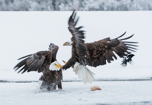 Bald Eagles Are Fighting Stock Photo - Download Image Now - Bald Eagle,  Bird, Fighting - iStock