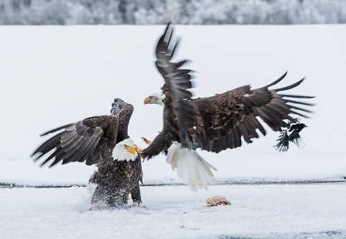 Bald Eagles Are Fighting Stock Photo - Download Image Now - Bald Eagle, Bird, Fighting - iStock