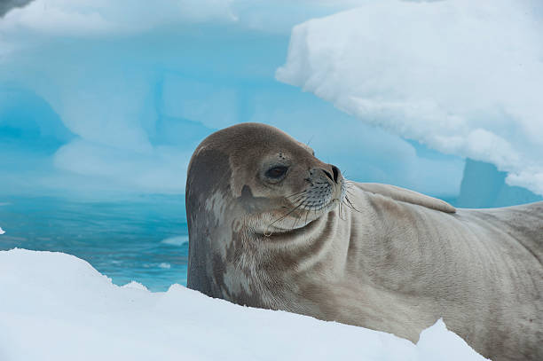 istock Weddell Seal laying on the ice 522747000