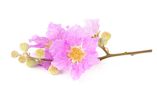istock Pink tropical flower isolated 522747132