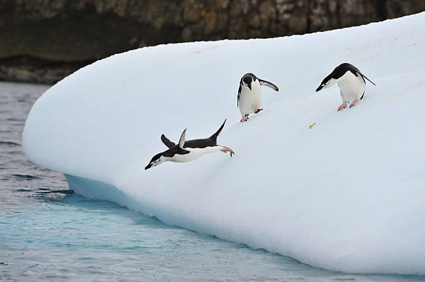 istock Chinstrap Penguin in Anatcrtica 522747148