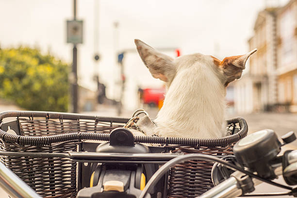 Dog in basket on bicycle