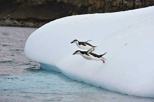 Chinstrap Penguin in Anatcrtica