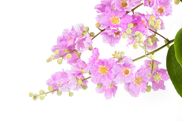istock Pink flower with leaves on tree isolated 522747210
