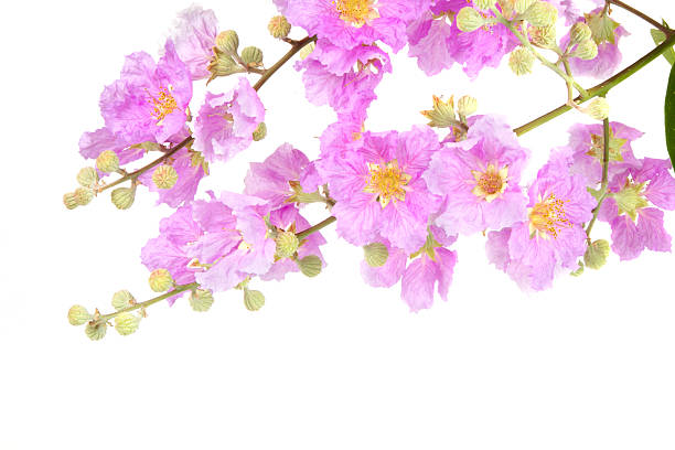 istock Bouquet Pink Flowers isolated 522747276