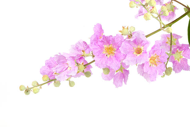 istock Tropical pink flowers isolated 522747340