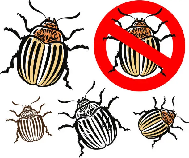 Vector illustration of colorado potato beetle and prohibition sign. vector illustration