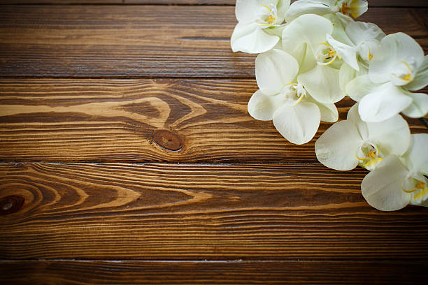 istock Beautiful purple phalaenopsis flowers 522747548