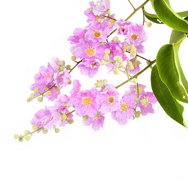 istock Pink flower with leaves on tree isolated 522747594
