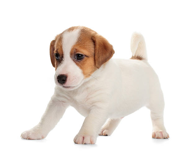 istock Jack Russell Terrier puppy 522747628