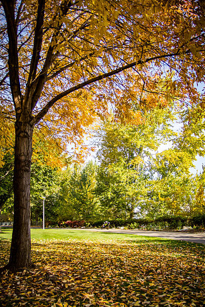 istock Autumn Tree with Orange and Green Leaves 522747730