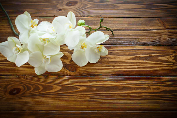 istock Beautiful purple phalaenopsis flowers 522747770