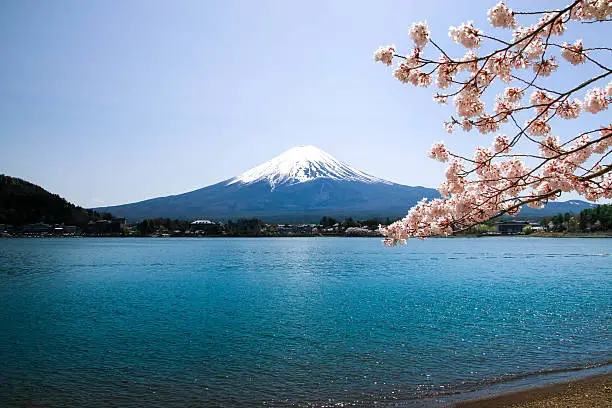Mt,Fuji with cherry blossoms in Japan .