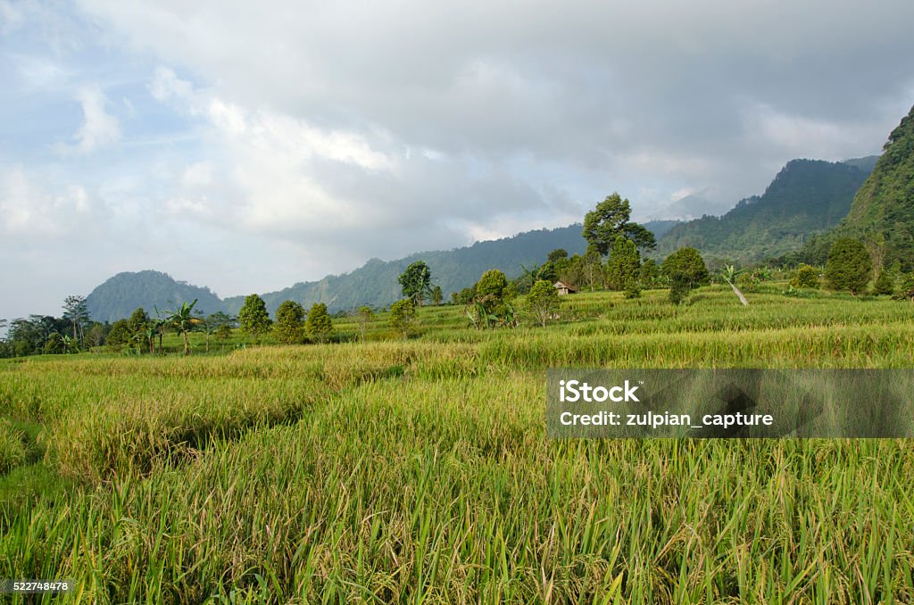 Unique Rice Field Unique Rice Fields On A Rock Stock Photo - Download Image Now ...
