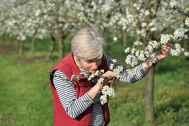 istock Farmer or agronomist in blossoming plum orchard 522748714