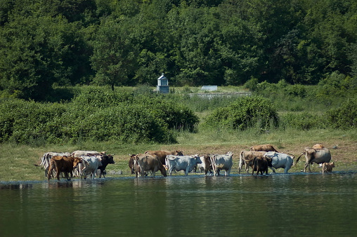 Cow grazing at lake Kerkini in Greece