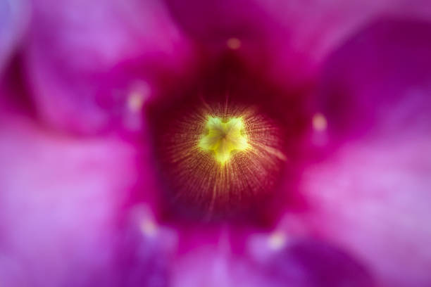 istock deep inside purple beautiful mystery flowers 522748998