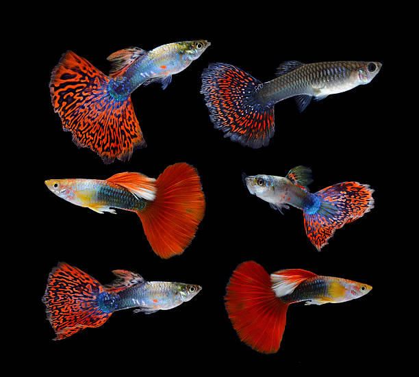 istock Beautiful Guppy Isolated on Black Background 522749045
