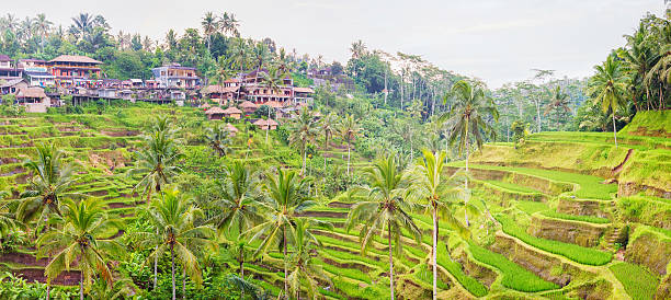 istock Panorama Bali terraced rice paddy with Tegalalang village 522749408