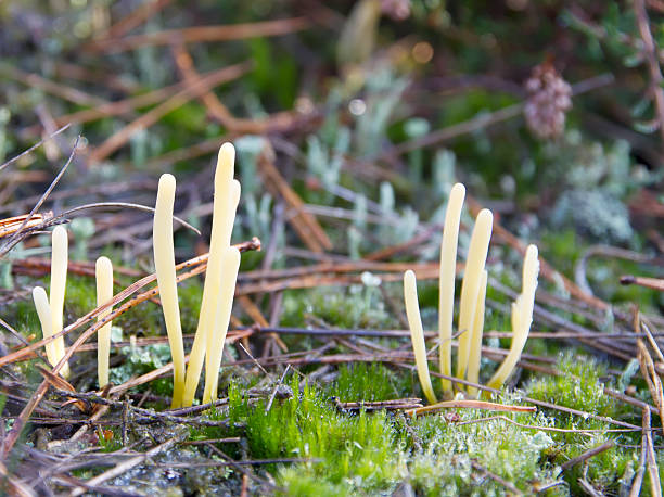 istock Clavaroid Fungus (Clavaria argillacea) 522749419