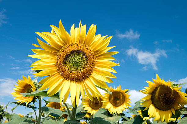 istock Sunflower Farm 522750092