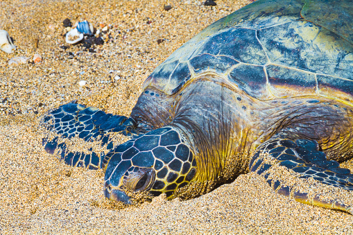 Rare green sea turtle resting on Hawaiian beach