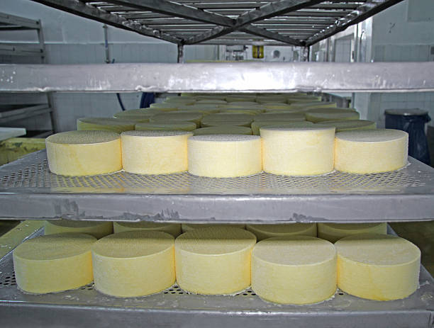 istock Cheese production at dairy farm 522751772