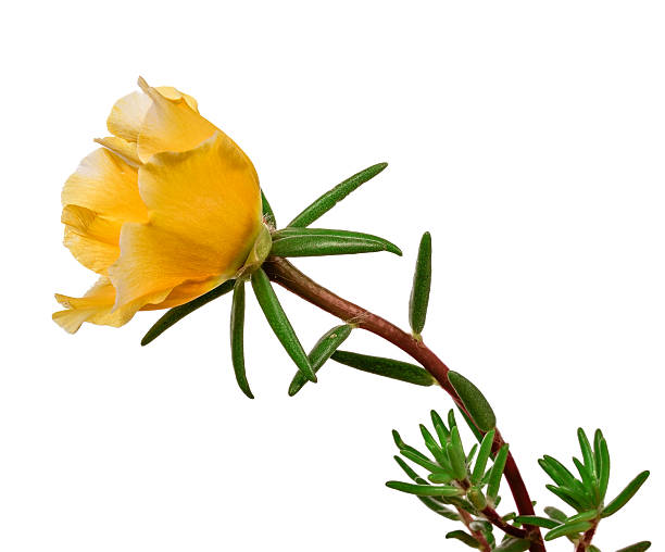 istock flower portulaca isolated on white background 522752113