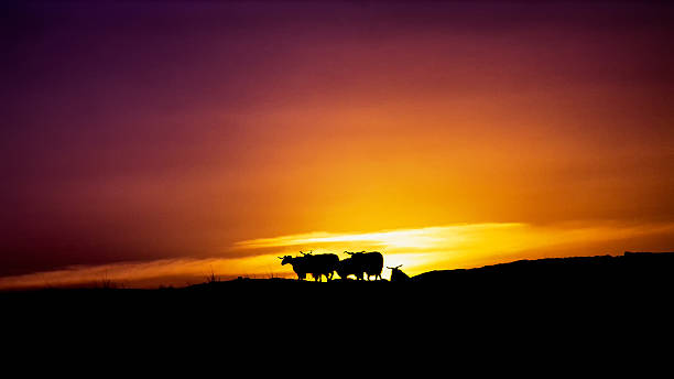 istock Peaceful warm and sweet sheeps under sunset 522752390