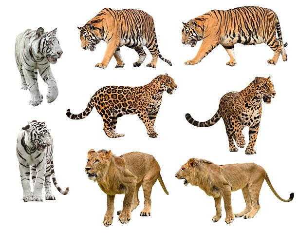 istock collection of  big cat (panthera) 522752477