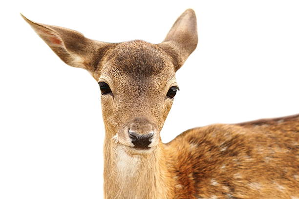 isoliert porträt eines damhirsch kalbsleder - fallow deer fawn deer fallow field stock-fotos und bilder