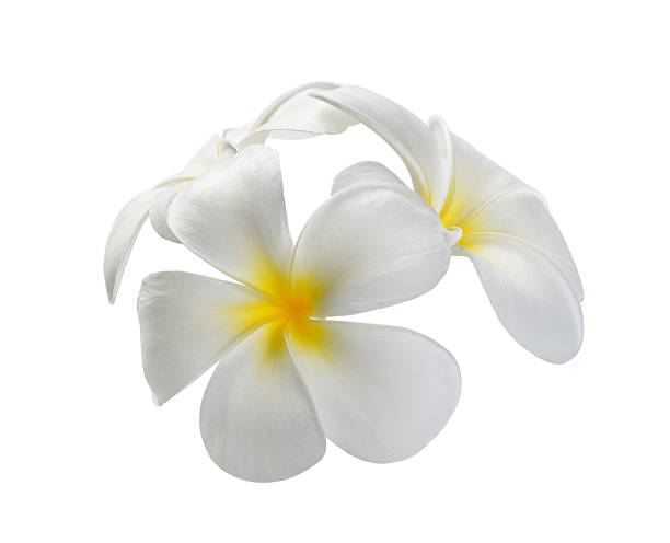 istock frangipani flower isolated white background 522752691
