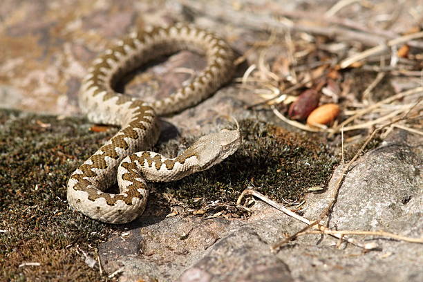 istock juvenile sand viper in situ 522752709
