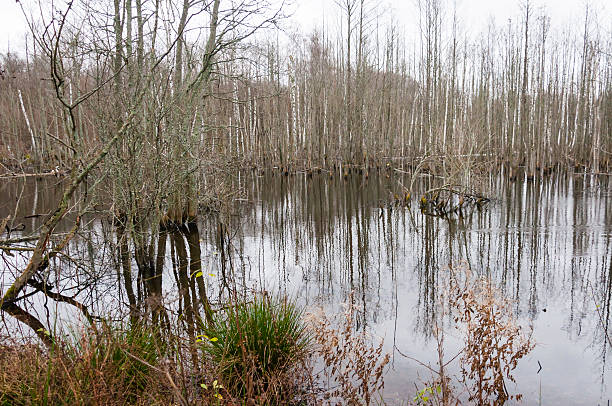 istock Flooded forest became swamp full with rotting trees 522753003