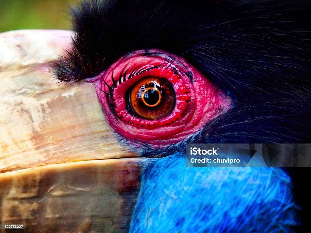 Wreathed Hornbill eye close-up Wreathed Hornbill (Aceros undulatus). Close-up. Animal Stock Photo