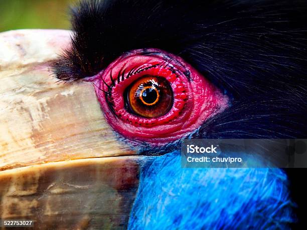 Wreathed Hornbill Eye Closeup Stock Photo - Download Image Now - Animal, Animal Body Part, Animal Eye