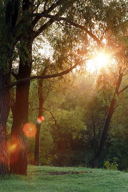 istock sunset in the woods 522753169