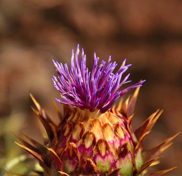 Emergent flower of wild plant cynara cardunculus