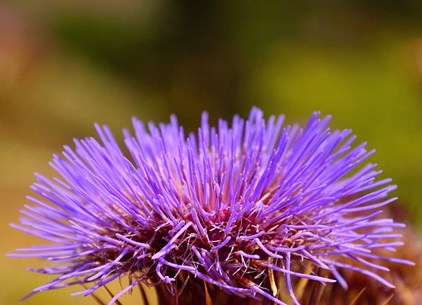 Beautiful flower head of wild plant cynara cardunculus