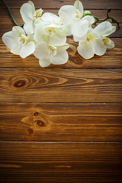 istock Beautiful purple phalaenopsis flowers 522754186