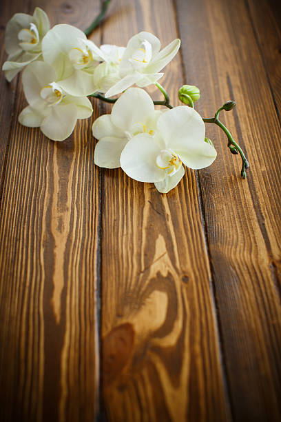 istock Beautiful purple phalaenopsis flowers 522754572