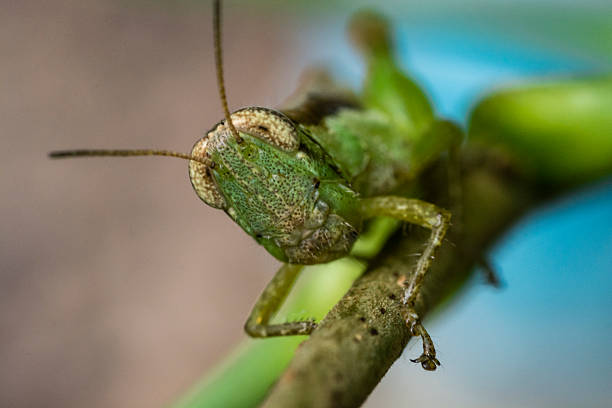 erba hopper - locust epidemic grasshopper pest foto e immagini stock