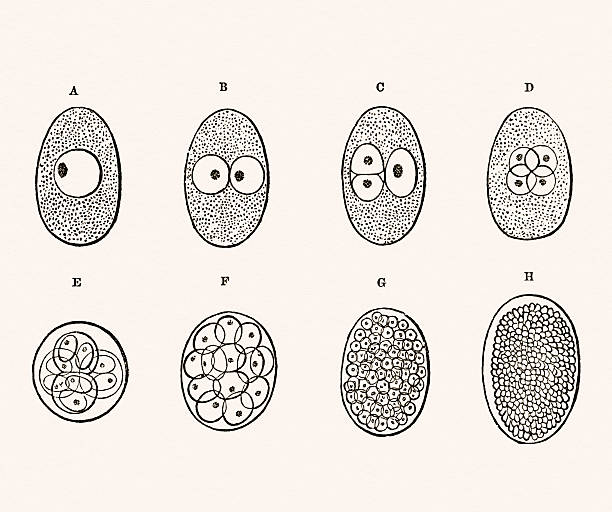 Embryo Development 19 century medical illustration Photograph of the original illustration from "A System of Human Anatomy" by Erasmus Wilson published in 1859. sports medicine stock illustrations