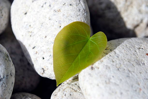 istock Love Heart Shaped Leaf on White Rock Background 522760303