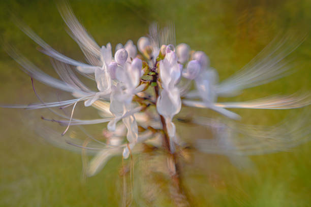 Cat’ s Whiskers Java Tea, Kidney tea or Cat’ s Whiskers Flowers orthosiphon aristatus stock pictures, royalty-free photos & images